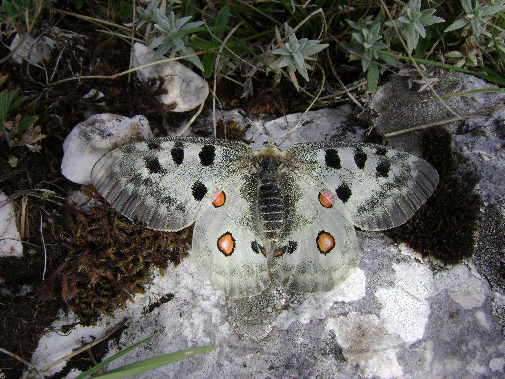 Finalmente...Parnassius apollo